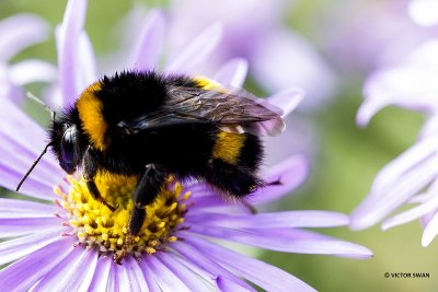 Aardhommel - Bombus terrestris.JPG