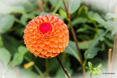Dahlia-Ms.Kennedy.JPG
