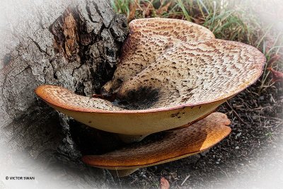 Zadelzwam - Polyporus squamosus.JPG