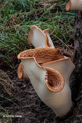 Zadelzwam - Polyporus squamosus.JPG