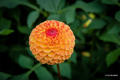 Dahlia-Ms.Kennedy.JPG