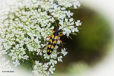 Geringelde smalboktor - Rutpela maculata.JPG