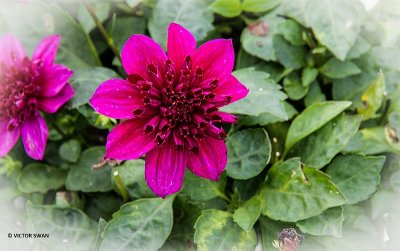 Dahlia-Purpinka.JPG