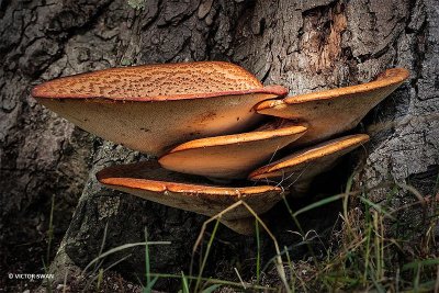 Zadelzwam - Polyporus squamosus.JPG