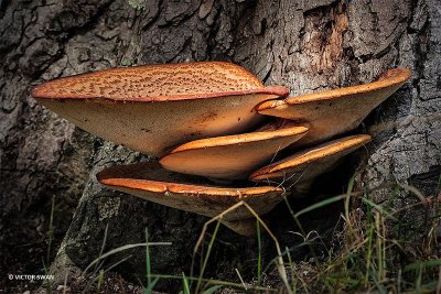 Zadelzwam - Polyporus squamosus.JPG