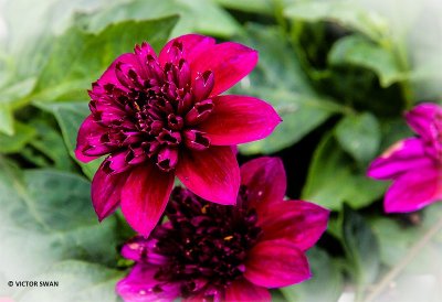 Dahlia-Purpinka.JPG