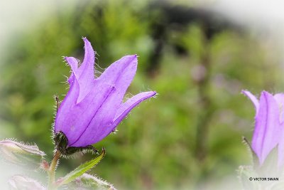 Ruig klokje - Campanula trachelium.JPG