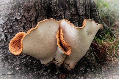 Zadelzwam - Polyporus squamosus.JPG