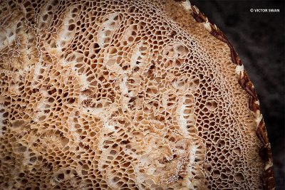 Zadelzwam - Polyporus squamosus.JPG