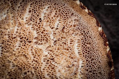 Zadelzwam -  Polyporus squamosus.JPG