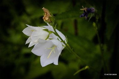 Prachtklokje - Campanula persicifolia.JPG