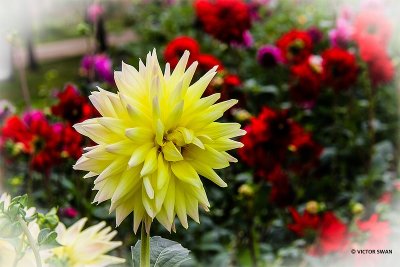 Dahlia-Valeriaan.JPG