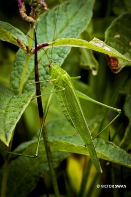 Sikkelsprinkhaan - Phaneroptera falcata.JPG
