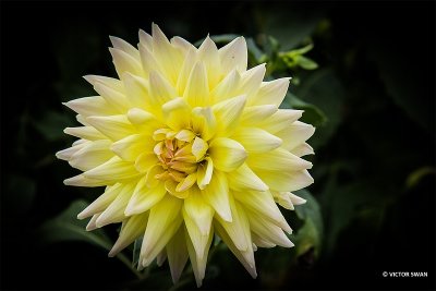 Dahlia-Valeriaan.JPG