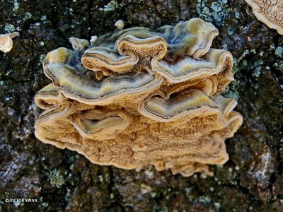 Gezoneerd elfenbankje -Trametes ochracea.JPG