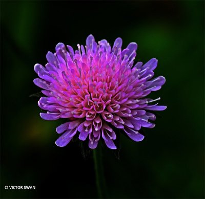 Beemdkroon - Knautia arvensis.JPG