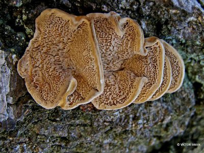 Gezoneerd elfenbankje -Trametes ochracea.JPG