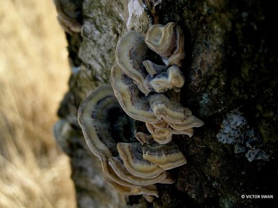 Gezoneerd elfenbankje -Trametes ochracea.JPG