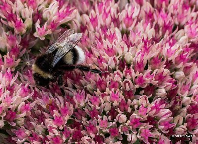 Aardhommel - Bombus terrestris.JPG