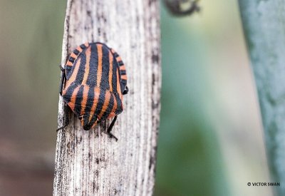 Pyjamawants - Graphosoma italicum.JPG