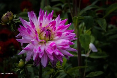 Dahlia-Barevelt's Sara.JPG