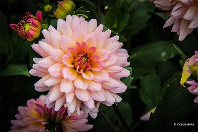 Dahlia-Harzfee.JPG