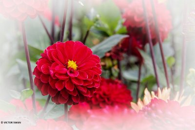 Dahlia-Abba.JPG