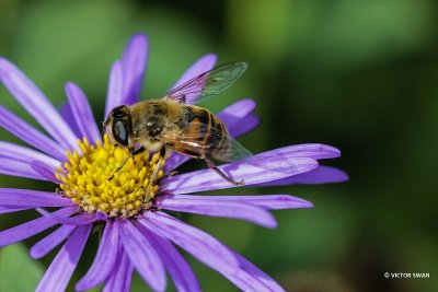 Blinde bij - Eristalis tenax.JPG