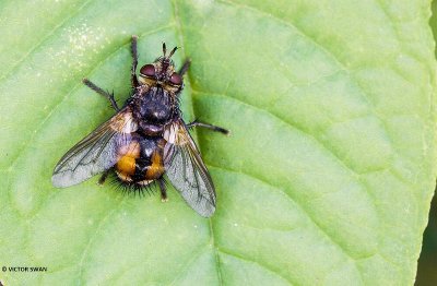 Woeste sluipvlieg -Tachina fera.JPG