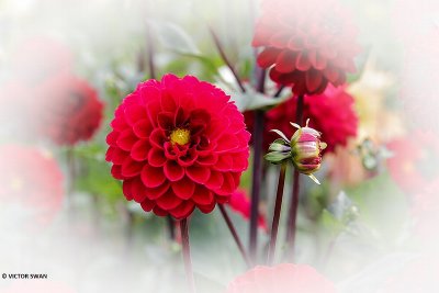 Dahlia-Abba.JPG