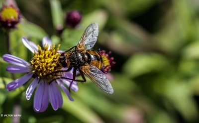 Woeste sluipvlieg - Tachina feramagnicornis.JPG