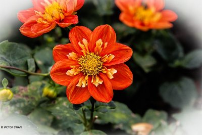 Dahlia-Alstergruss.JPG