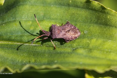 Zuringrandwants - Coreus marginatus.JPG