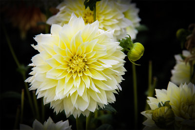 Dahlia-Canary Fubuki.jpg