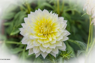 Dahlia-Canary Fubuki.JPG