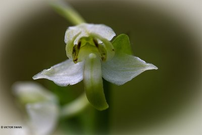 Bergnachtorchis - Platanthera chlorantha.JPG