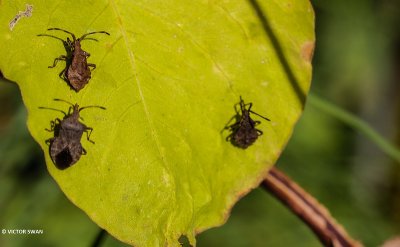 Zuringrandwants Coreus marginatus.JPG