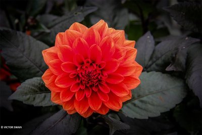 Dahlia-Ellen Houston.JPG