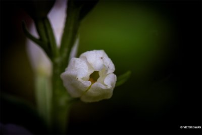 Bleek bosvogeltje - Cephalanthera damasonium.JPG
