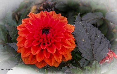 Dahlia-Ellen Houston.JPG
