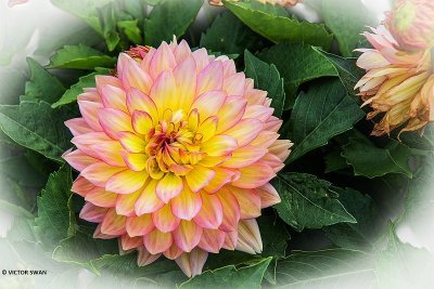 Dahlia-Gallery Art Nouveau.JPG