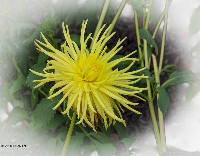 Dahlia-Gryson's Yellow Spider.JPG