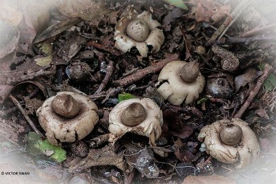 Gewimperde aardster - Geastrum fimbriatum.jpg