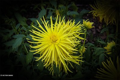 Dahlia-Gryson's Yellow Spider.JPG