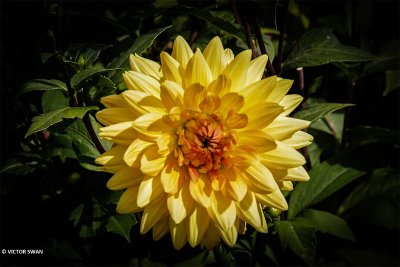 Dahlia-House of Orange.JPG