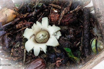 Gewimperde aardster - Geastrum fimbriatum.JPG