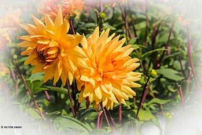 Dahlia-House of Orange.JPG