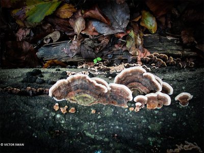 Gewoon elfenbankje - Trametes versicolor.JPG