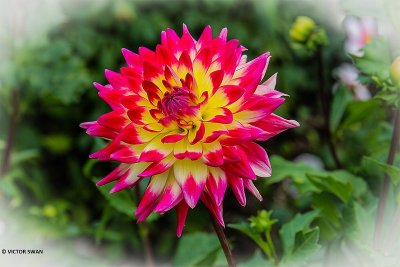 Dahlia-Kobe.JPG