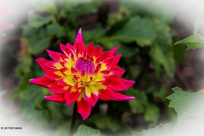 Dahlia-Kobe.JPG